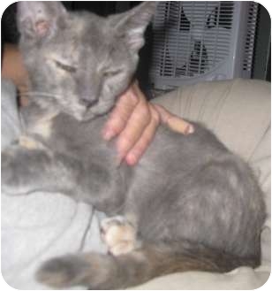 Russian Blue Kitten for Sale in Dallas area, Texas - Prism Russian Blue Kitten for Sale in Dallas area, Texas - Prism
