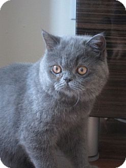 Exotic Kitten for Sale in Beverly Hills, California - Barnaby loves Troy Exotic Kitten for Sale in Beverly Hills, California - Barnaby loves Troy