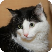 Domestic Mediumhair Cat for Sale in Albany, New York - Porkchop Domestic Mediumhair Cat for Sale in Albany, New York - Porkchop