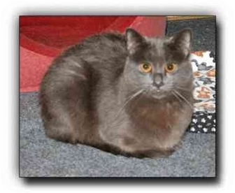 Russian Blue Cat for Sale in Howell, Michigan - Duffy Russian Blue Cat for Sale in Howell, Michigan - Duffy