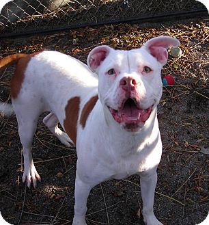 American Bulldog/American Pit Bull Terrier Mix Dog for Sale in El Cajon, California - Zeus American Bulldog/American Pit Bull Terrier Mix Dog for Sale in El Cajon, California - Zeus