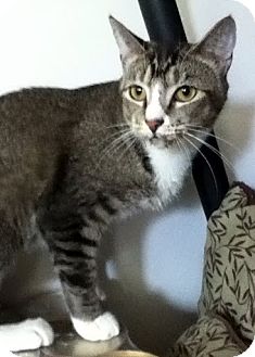 Domestic Mediumhair Cat for Sale in Alexandria, Virginia - Jitters Domestic Mediumhair Cat for Sale in Alexandria, Virginia - Jitters