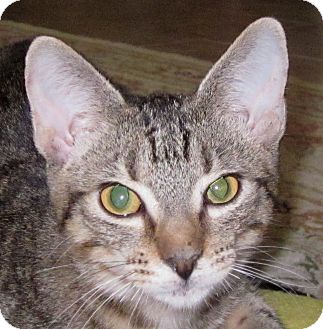 Domestic Shorthair Cat for Sale in Winchester, California - Kyle Domestic Shorthair Cat for Sale in Winchester, California - Kyle