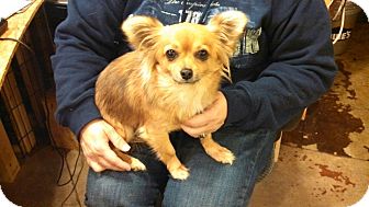 Chihuahua/Pomeranian Mix Dog for Sale in Harrisonburg, Virginia - Chi Chi Chihuahua/Pomeranian Mix Dog for Sale in Harrisonburg, Virginia - Chi Chi