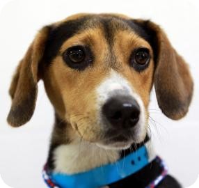 Beagle Mix Dog for Sale in Kettering, Ohio - Scotty Beagle Mix Dog for Sale in Kettering, Ohio - Scotty