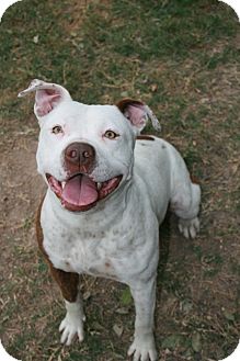 American Staffordshire Terrier Dog for Sale in san antonio, Texas - Bertha American Staffordshire Terrier Dog for Sale in san antonio, Texas - Bertha