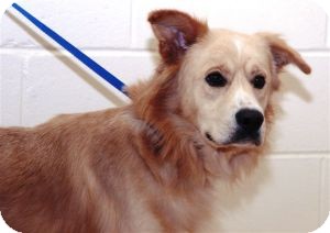 Golden Retriever Mix Dog for Sale in Southern, Maine - Ryder-URGENT in GA Golden Retriever Mix Dog for Sale in Southern, Maine - Ryder-URGENT in GA