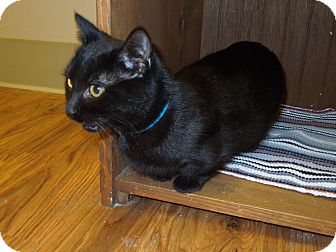 Munchkin Cat for Sale in Medina, Ohio - Mickey Munchkin Cat for Sale in Medina, Ohio - Mickey