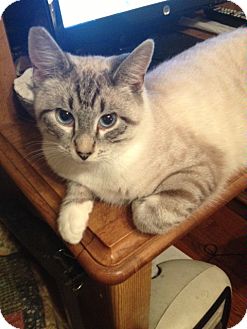 Siamese Cat for Sale in Little Falls, New Jersey - Angelo (DS) Siamese Cat for Sale in Little Falls, New Jersey - Angelo (DS)