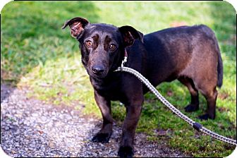 Dachshund/Jack Russell Terrier Mix Dog for Sale in Brookville, Indiana - Oscar Dachshund/Jack Russell Terrier Mix Dog for Sale in Brookville, Indiana - Oscar
