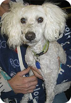 Poodle (Miniature) Mix Dog for Sale in Chandler, Arizona - Jake Poodle (Miniature) Mix Dog for Sale in Chandler, Arizona - Jake