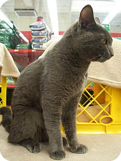 Russian Blue Cat for Sale in Fountain Hills, Arizona - RUFUS Russian Blue Cat for Sale in Fountain Hills, Arizona - RUFUS