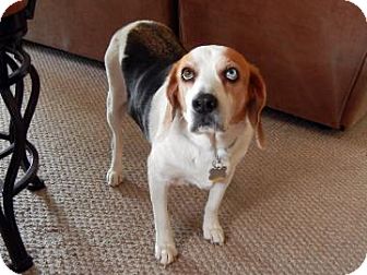 Beagle Mix Dog for Sale in Phoenix, Arizona - Casper Beagle Mix Dog for Sale in Phoenix, Arizona - Casper