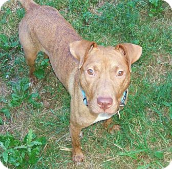 American Pit Bull Terrier Mix Dog for Sale in Nashua, New Hampshire - Star American Pit Bull Terrier Mix Dog for Sale in Nashua, New Hampshire - Star