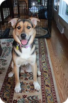 German Shepherd Dog Mix Dog for Sale in Greeneville, Tennessee - Tara German Shepherd Dog Mix Dog for Sale in Greeneville, Tennessee - Tara