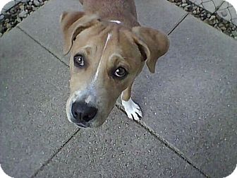 Boxer Mix Dog for Sale in hollywood, Florida - pearl Boxer Mix Dog for Sale in hollywood, Florida - pearl