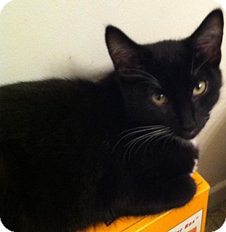 Domestic Shorthair Kitten for Sale in Brea, California - Riot Domestic Shorthair Kitten for Sale in Brea, California - Riot