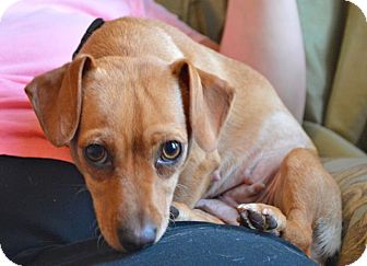 Dachshund Dog for Sale in Los Angeles, California - Penny Dachshund Dog for Sale in Los Angeles, California - Penny