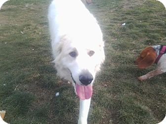Great Pyrenees Dog for Sale in Carey, Ohio - LUNA Great Pyrenees Dog for Sale in Carey, Ohio - LUNA