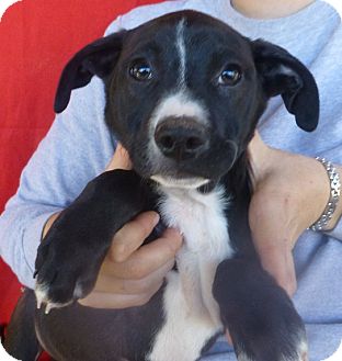Labrador Retriever/Boxer Mix Puppy for Sale in Oviedo, Florida - Bam Labrador Retriever/Boxer Mix Puppy for Sale in Oviedo, Florida - Bam