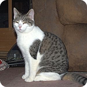 Domestic Shorthair Cat for Sale in Colorado Springs, Colorado - K-Hart10-Queenie Domestic Shorthair Cat for Sale in Colorado Springs, Colorado - K-Hart10-Queenie