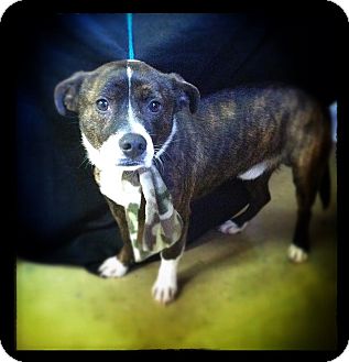 Boston Terrier Mix Dog for Sale in Hazard, Kentucky - Sparky Boston Terrier Mix Dog for Sale in Hazard, Kentucky - Sparky