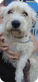 Terrier (Unknown Type, Medium) Mix Dog for Sale in Thousand Oaks, California - Murphy Terrier (Unknown Type, Medium) Mix Dog for Sale in Thousand Oaks, California - Murphy