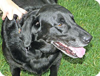 Labrador Retriever/Retriever (Unknown Type) Mix Dog for Sale in Loveland, Colorado - Sheila Labrador Retriever/Retriever (Unknown Type) Mix Dog for Sale in Loveland, Colorado - Sheila