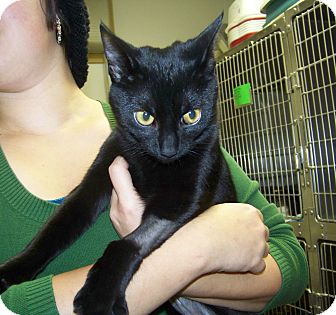 Domestic Shorthair Cat for Sale in Dover, Ohio - Emmy Domestic Shorthair Cat for Sale in Dover, Ohio - Emmy