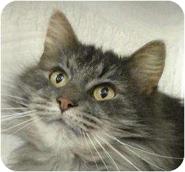 Maine Coon Cat for Sale in Howell, New Jersey - Little Dee Maine Coon Cat for Sale in Howell, New Jersey - Little Dee
