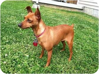 Miniature Pinscher Dog for Sale in Nashville, Tennessee - Kerri Miniature Pinscher Dog for Sale in Nashville, Tennessee - Kerri