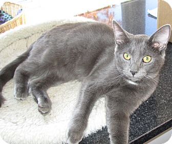 Domestic Shorthair Kitten for Sale in Jeffersonville, Indiana - Shadow Domestic Shorthair Kitten for Sale in Jeffersonville, Indiana - Shadow