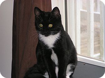 Domestic Shorthair Kitten for Sale in Monroe, Georgia - Shia Domestic Shorthair Kitten for Sale in Monroe, Georgia - Shia