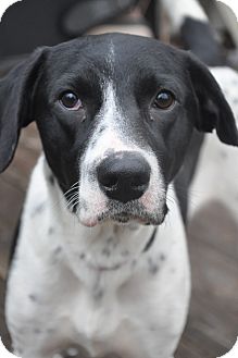 Border Collie/Retriever (Unknown Type) Mix Dog for Sale in Glastonbury, Connecticut - Amy~meet me~ Border Collie/Retriever (Unknown Type) Mix Dog for Sale in Glastonbury, Connecticut - Amy~meet me~