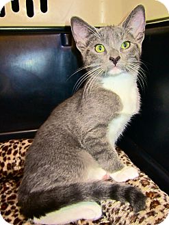 Domestic Shorthair Cat for Sale in San Diego, California - Katniss URGENT! FOSTER NEEDED Domestic Shorthair Cat for Sale in San Diego, California - Katniss URGENT! FOSTER NEEDED