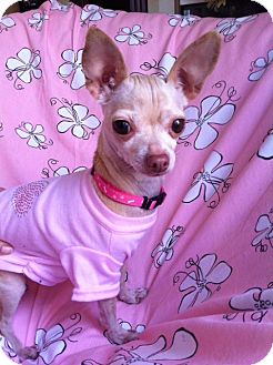 Chihuahua Dog for Sale in Irvine, California - NALA, tiny little deer! Chihuahua Dog for Sale in Irvine, California - NALA, tiny little deer!