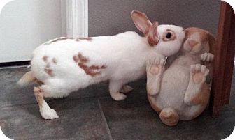 Dwarf Hotot Mix for Sale in Williston, Florida - Dennis Hopper Dwarf Hotot Mix for Sale in Williston, Florida - Dennis Hopper
