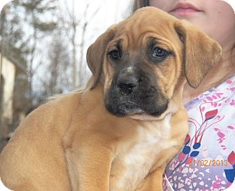 Boxer/Labrador Retriever Mix Puppy for Sale in Sussex, New Jersey - Duke Boxer/Labrador Retriever Mix Puppy for Sale in Sussex, New Jersey - Duke