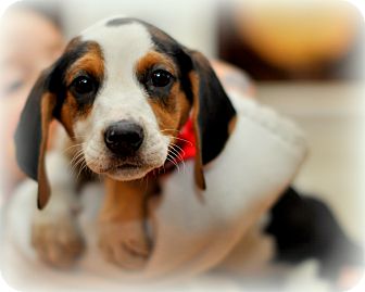 Treeing Walker Coonhound/Beagle Mix Puppy for Sale in Sparta, New Jersey - Oreo Treeing Walker Coonhound/Beagle Mix Puppy for Sale in Sparta, New Jersey - Oreo