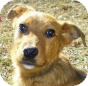 Labrador Retriever/Retriever (Unknown Type) Mix Dog for Sale in Lincolnton, North Carolina - Colbie Labrador Retriever/Retriever (Unknown Type) Mix Dog for Sale in Lincolnton, North Carolina - Colbie