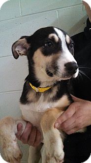 Husky/Bernese Mountain Dog Mix Puppy for Sale in Oviedo, Florida - Casey Husky/Bernese Mountain Dog Mix Puppy for Sale in Oviedo, Florida - Casey