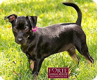 Miniature Pinscher Mix Puppy for Sale in Marina del Rey, California - Zara Miniature Pinscher Mix Puppy for Sale in Marina del Rey, California - Zara
