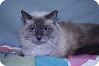 Siamese Cat for Sale in Kerrville, Texas - Lilac Siamese Cat for Sale in Kerrville, Texas - Lilac