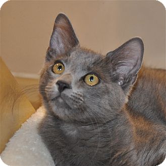 Russian Blue Kitten for Sale in Foothill Ranch, California - Grover Russian Blue Kitten for Sale in Foothill Ranch, California - Grover
