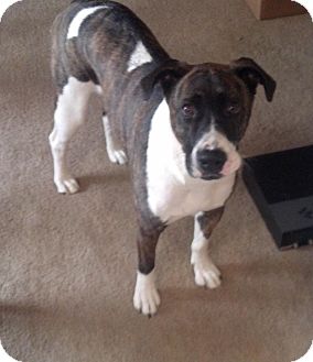 Boxer/Hound (Unknown Type) Mix Dog for Sale in Brookville, Indiana - Biscuit Boxer/Hound (Unknown Type) Mix Dog for Sale in Brookville, Indiana - Biscuit