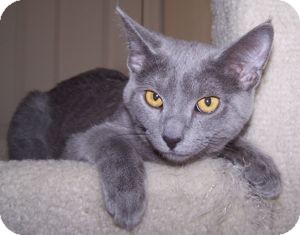 Domestic Shorthair Kitten for Sale in Colorado Springs, Colorado - K-Nicholas4-Nimbus Domestic Shorthair Kitten for Sale in Colorado Springs, Colorado - K-Nicholas4-Nimbus