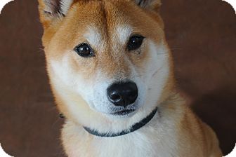Shiba Inu Dog for Sale in Manassas, Virginia - Fuji Shiba Inu Dog for Sale in Manassas, Virginia - Fuji
