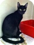 Domestic Shorthair Cat for Sale in Red Bluff, California - Drift Domestic Shorthair Cat for Sale in Red Bluff, California - Drift