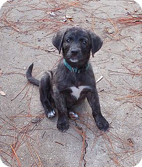 Black Mouth Cur Mix Puppy for Sale in Ormond Beach, Florida - Benny Black Mouth Cur Mix Puppy for Sale in Ormond Beach, Florida - Benny