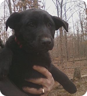 German Shepherd Dog/Labrador Retriever Mix Puppy for Sale in Nashville, Tennessee - Holly German Shepherd Dog/Labrador Retriever Mix Puppy for Sale in Nashville, Tennessee - Holly